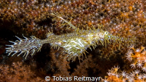 Ghostpipefish, Tioman Island by Tobias Reitmayr 